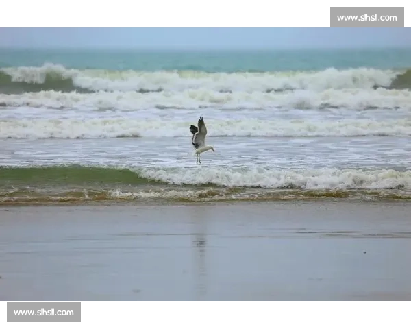 大洋洲奇迹能否上演赔率挑战你的认知！